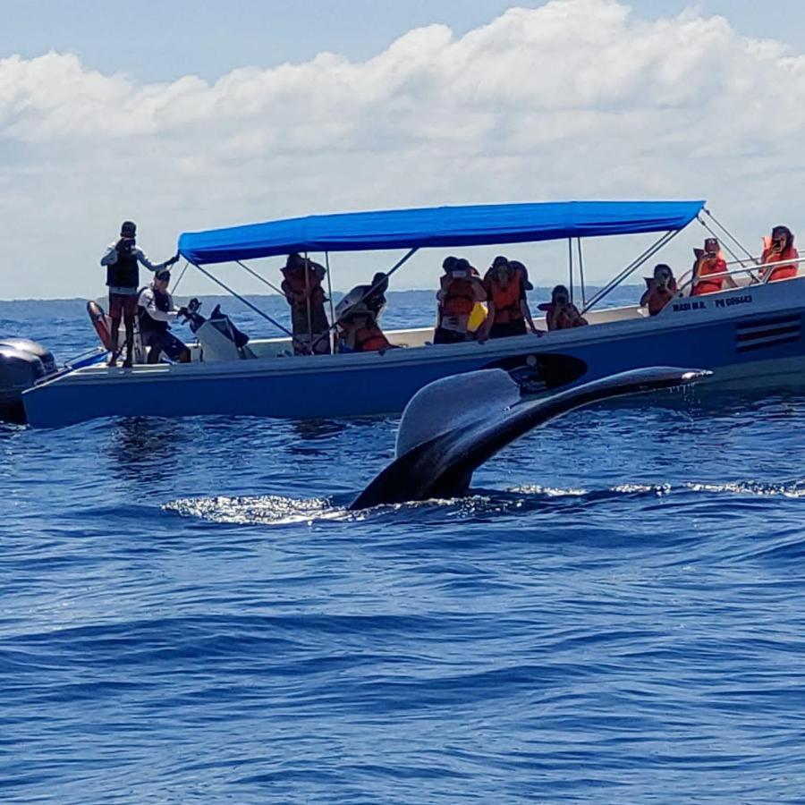 Luminosa Uvita Hostel エクステリア 写真